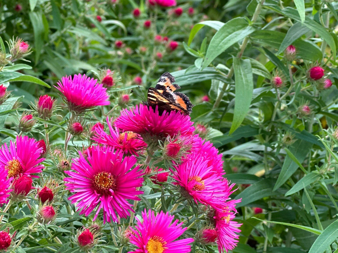 Oyuki Morino Garden-上川町必去景点