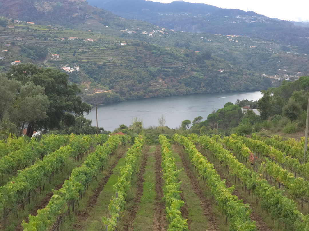 Quinta de Covela景点图片