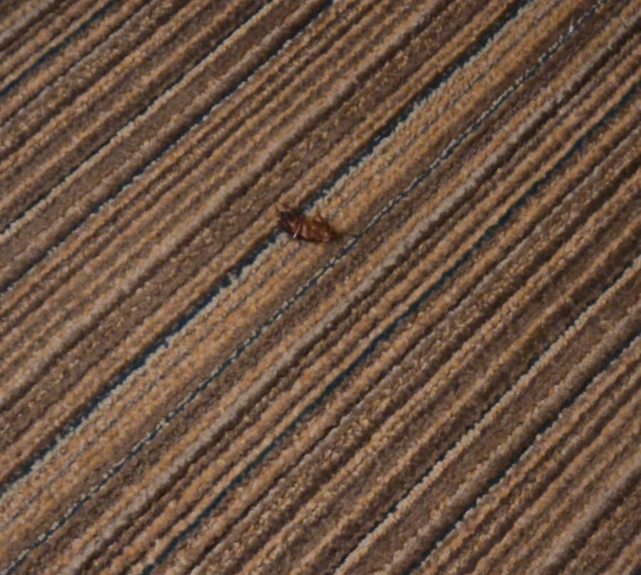 Residence Inn by Marriott Houston Sugar Land/Stafford主图