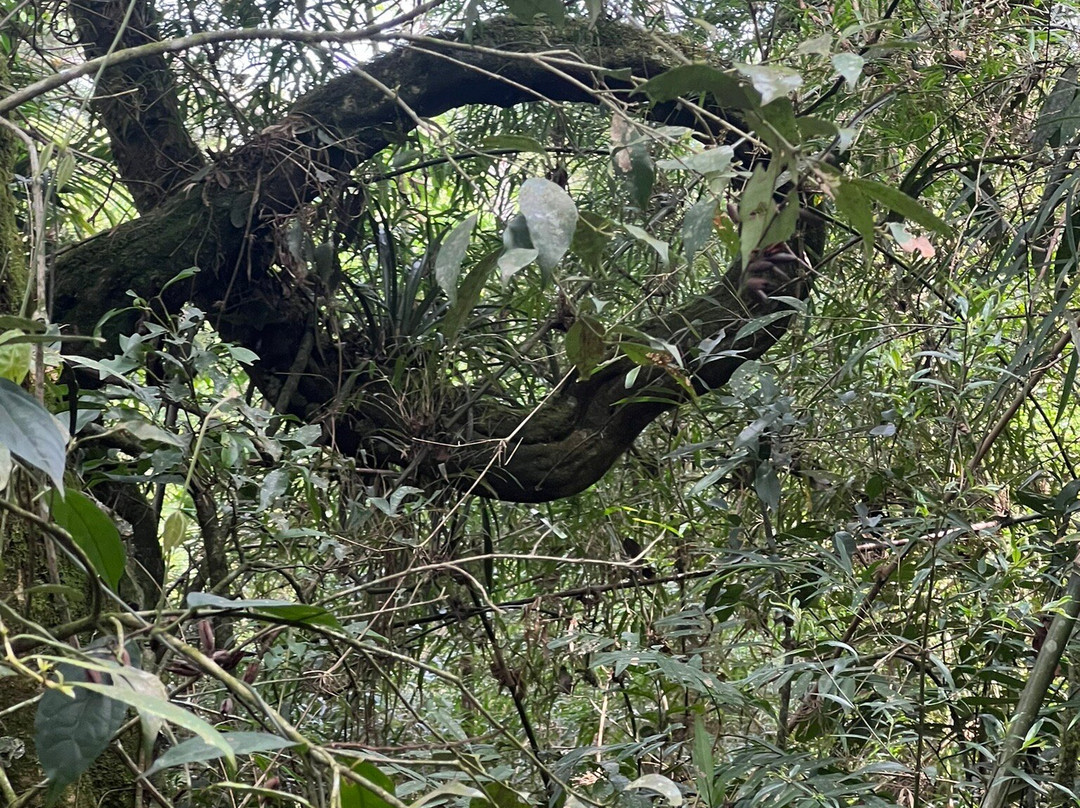 Muriqui Trilhas Ecologicas-Sao Francisco Xavier必去景点