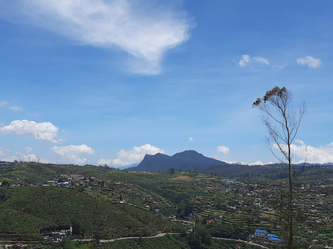 Single Tree Hill-奴娃拉伊利雅必去景点