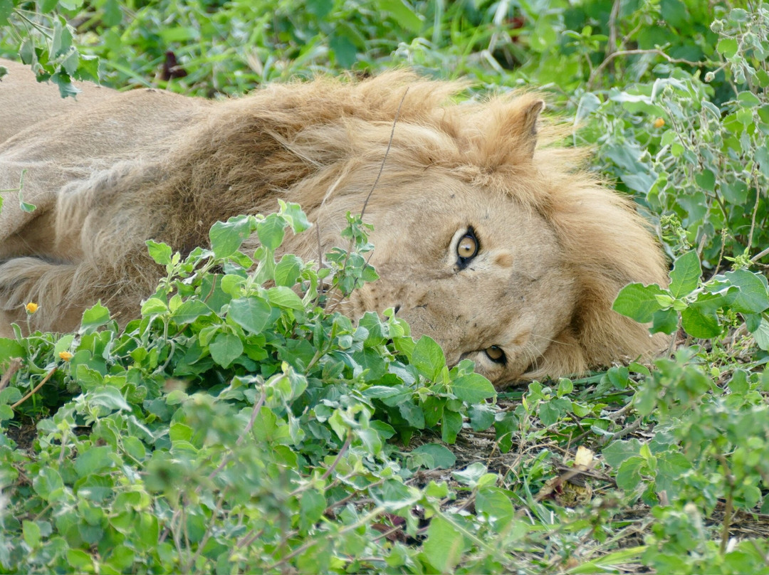 Ephraim's Guide Safaris-阿鲁沙必去景点