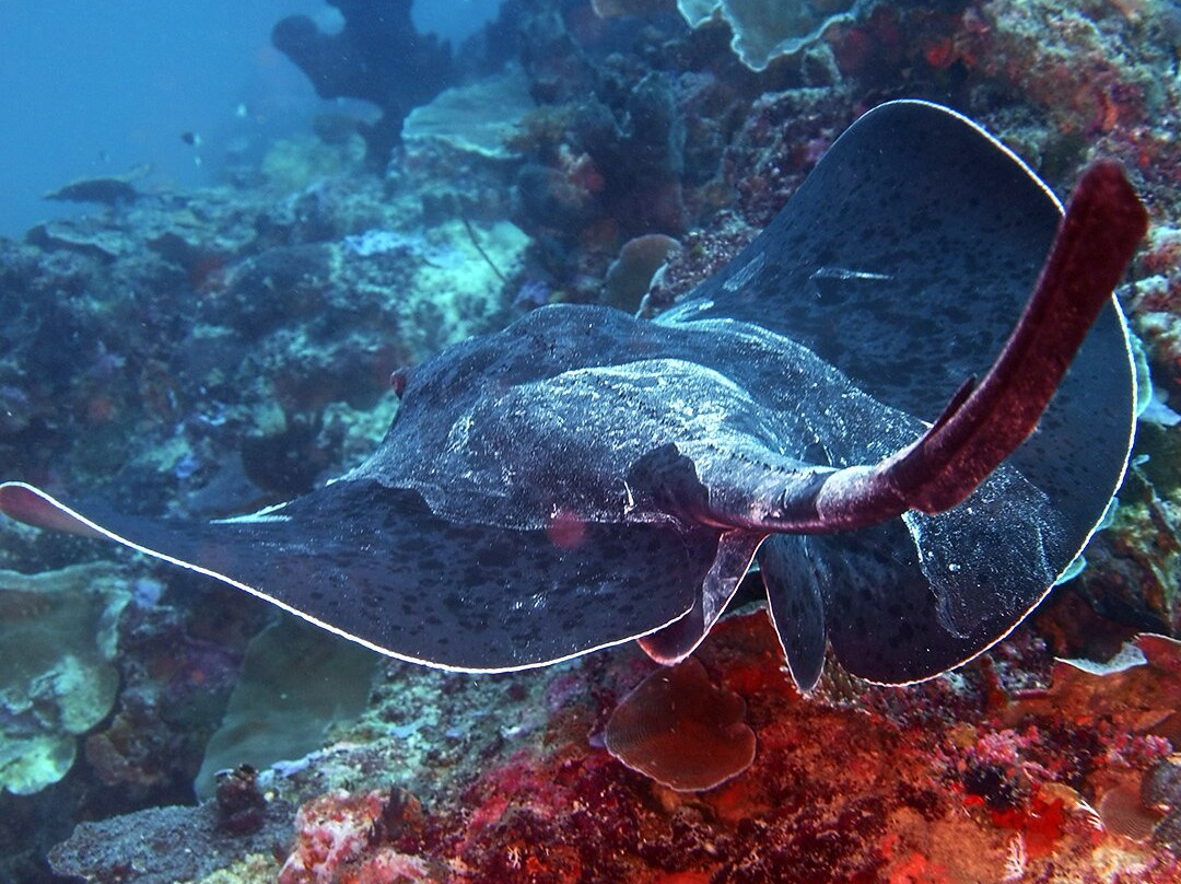 Fun Divers Zanzibar-奔巴岛必去景点