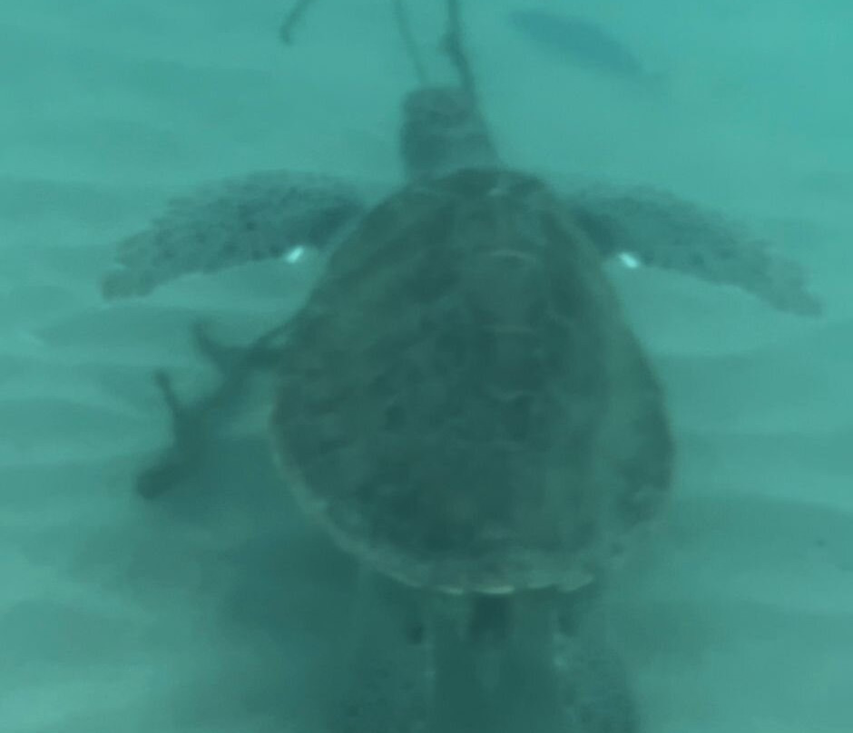 Fundiving Curacao-威廉斯塔德必去景点