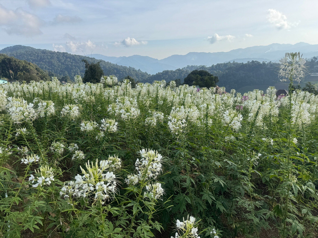 I Love Flower Farm-夜林必去景点