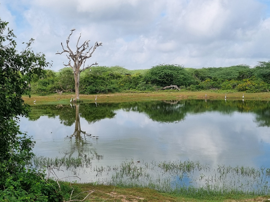 Bundala Flamingo Cottages主图