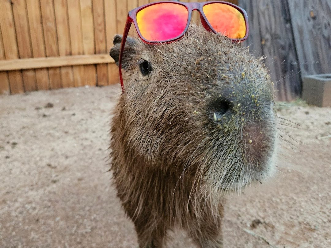 Ghost Ranch Exotics-马拉纳必去景点