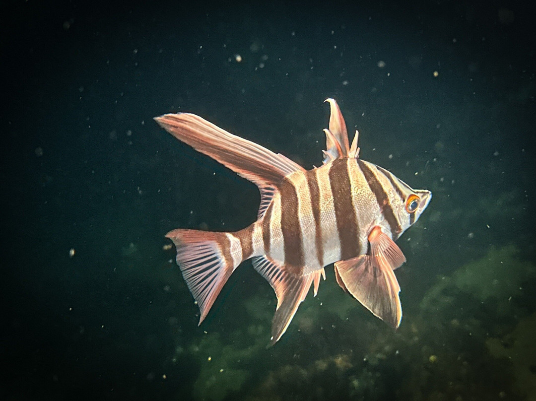 Swan Dive Busselton-巴瑟尔顿必去景点