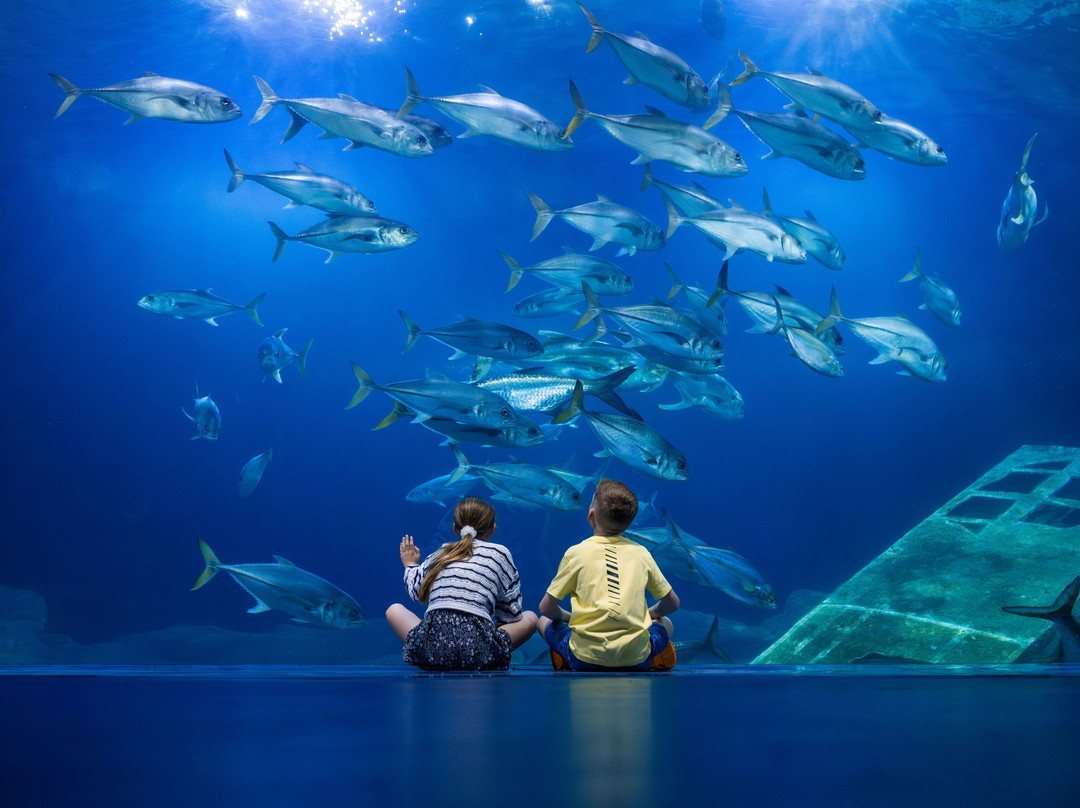 普利茅斯旅游景点-National Marine Aquarium
