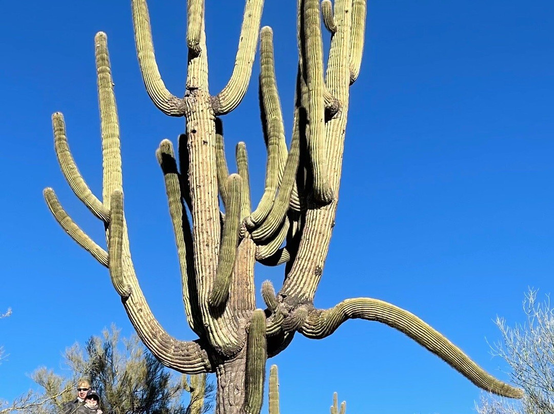 AZ ATV Adventures-Buckeye必去景点