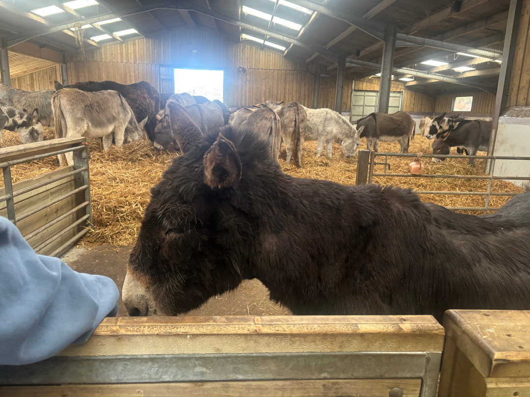 The Flicka Foundation - Donkey Sanctuary景点图片