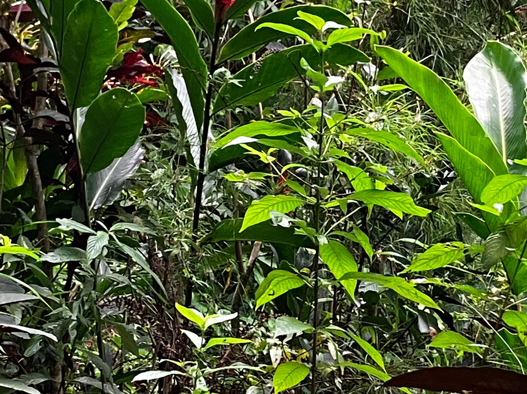 Rio La Planta景点图片