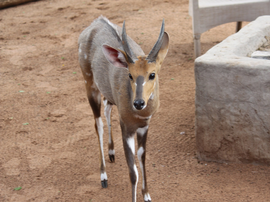 Khumbula Iafrica主图