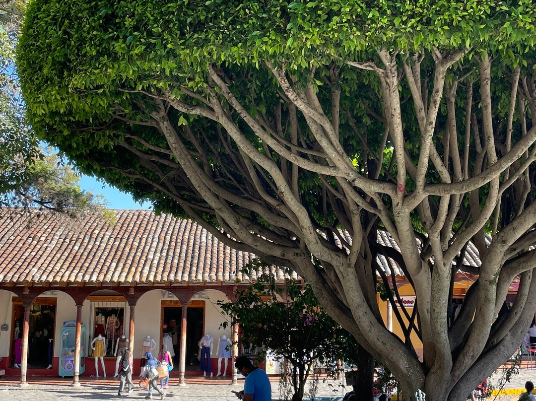 Parque Central de Comitán-Comitan必去景点