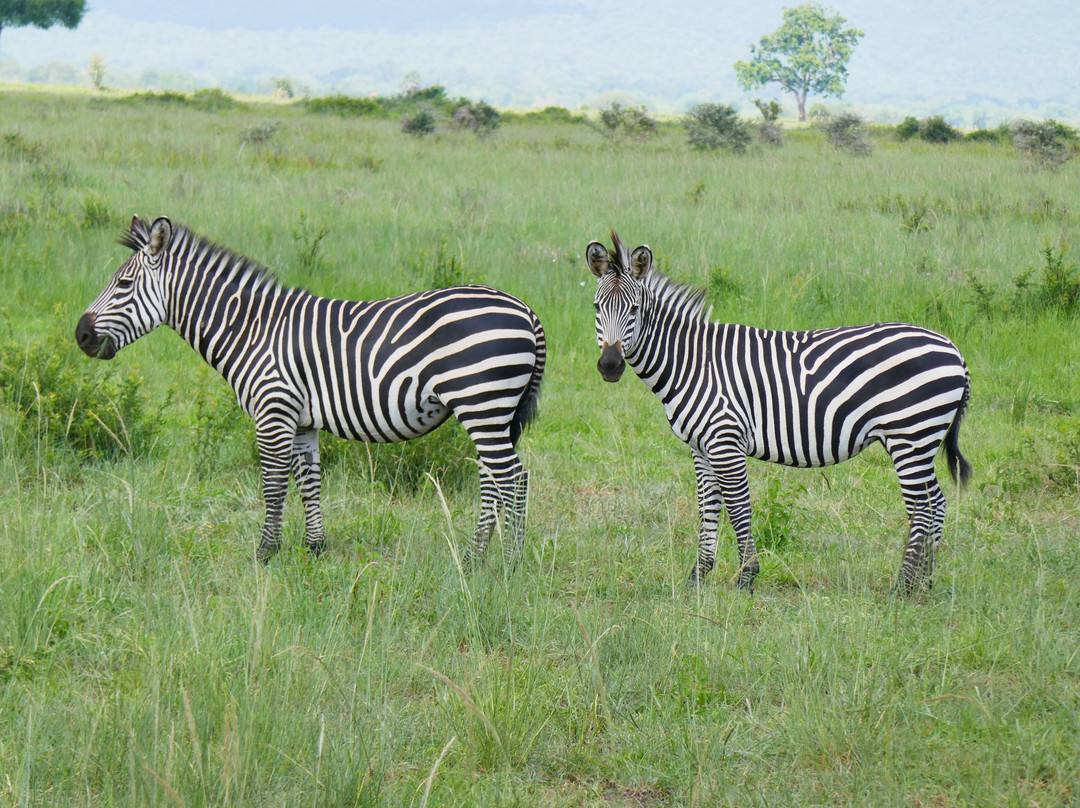 TanzAmerica Safaris Ltd.-米库米国家公园必去景点