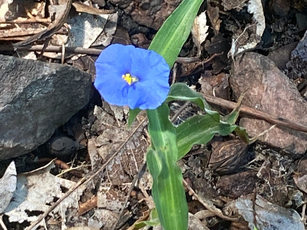 Litchfield National Park-达尔文市必去景点