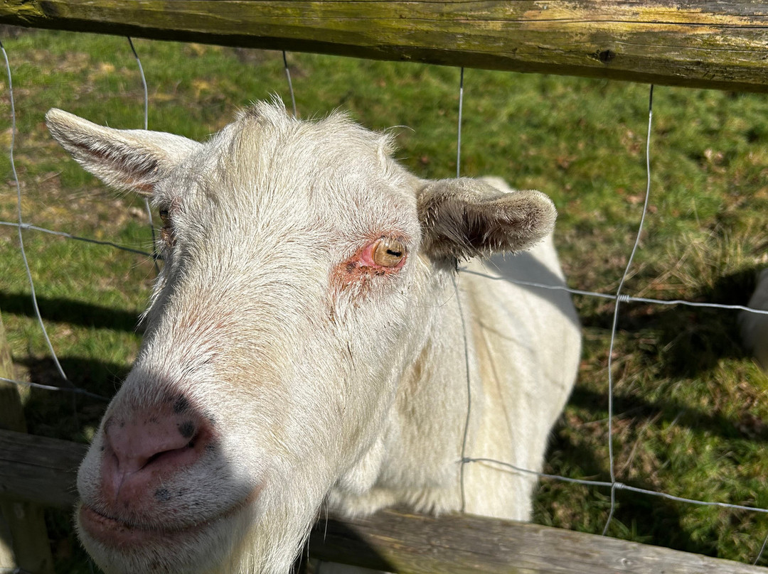 Blackberry Farm Park景点图片