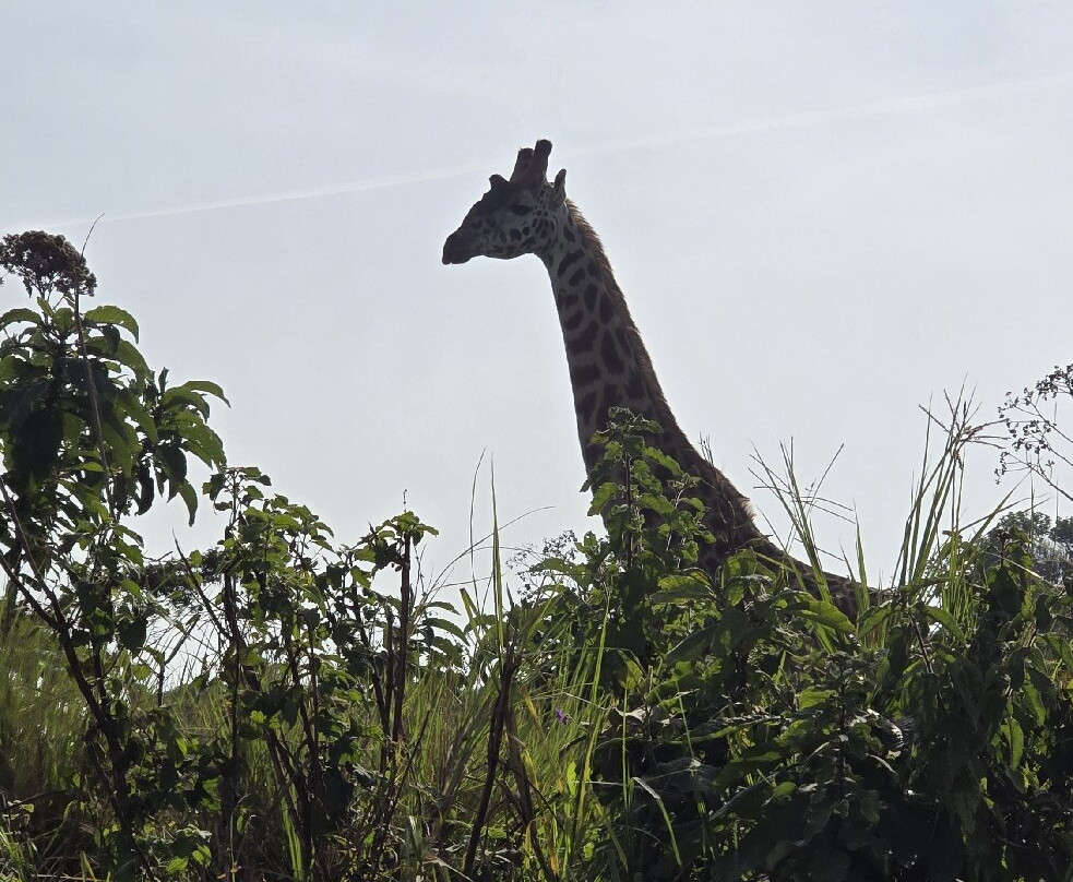 Mikumi Car Rental Safaris-Dar es Salaam必去景点