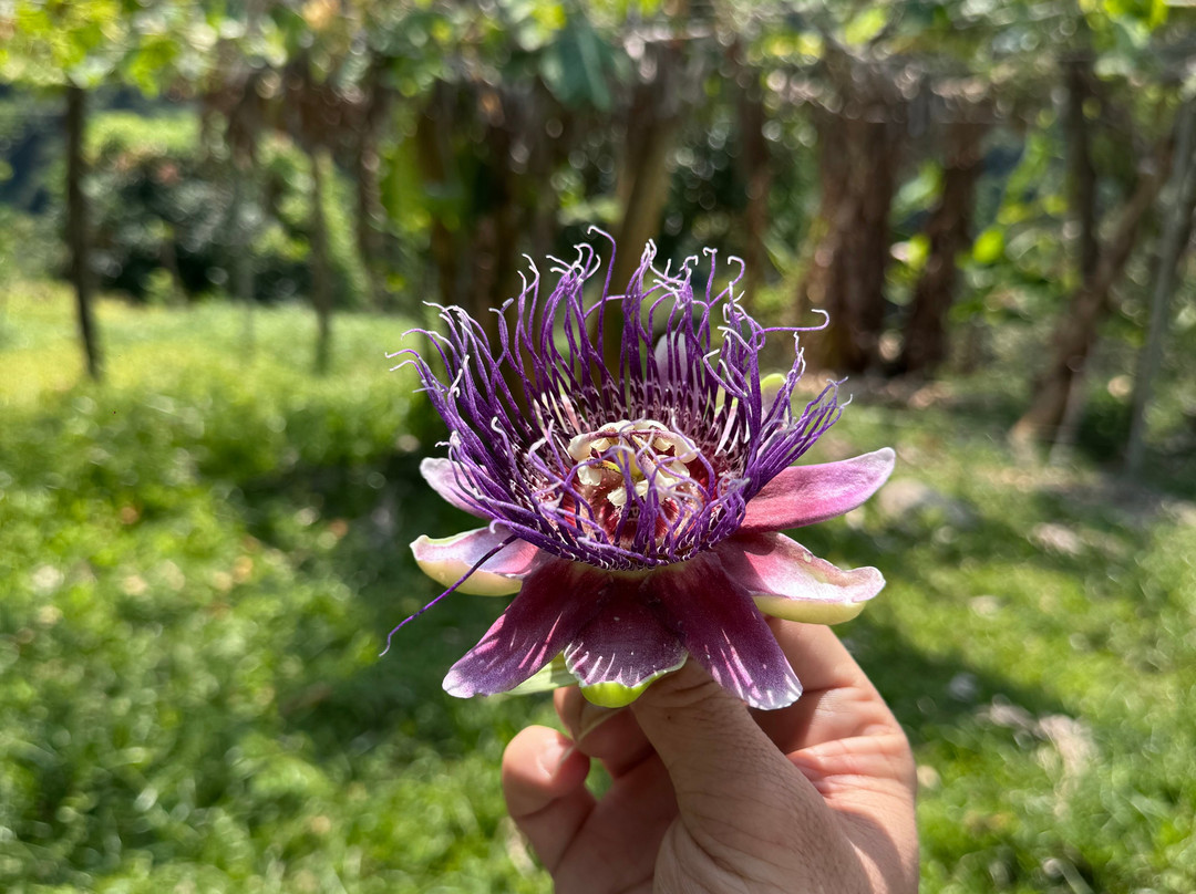 Plan B, Farm to table-Minca必去景点