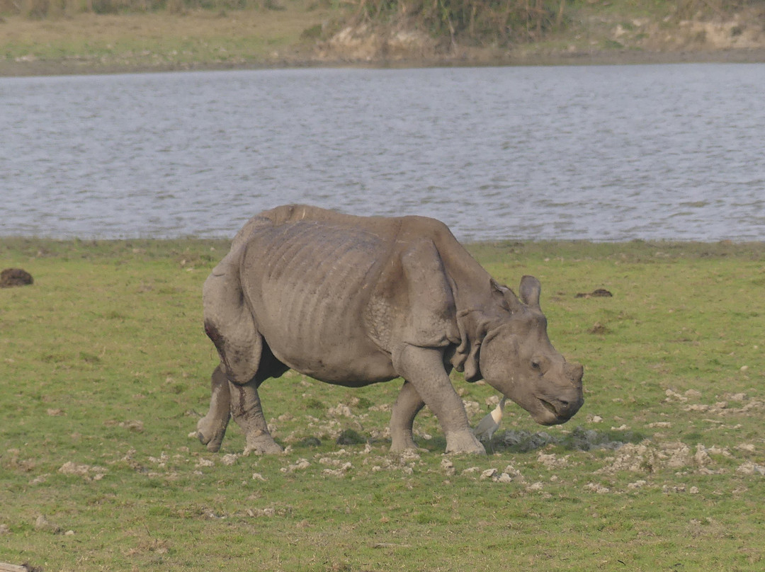 Wildlife Expeditions India景点图片