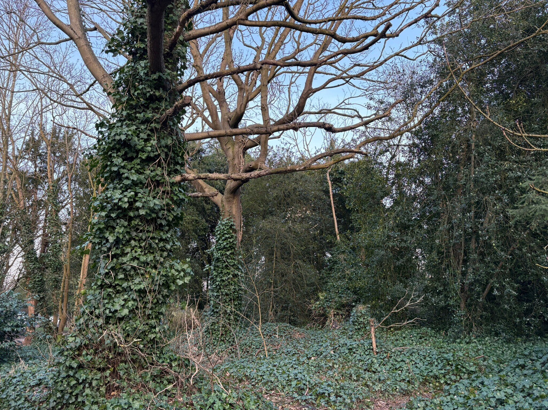 Hartsholme Country Park景点图片