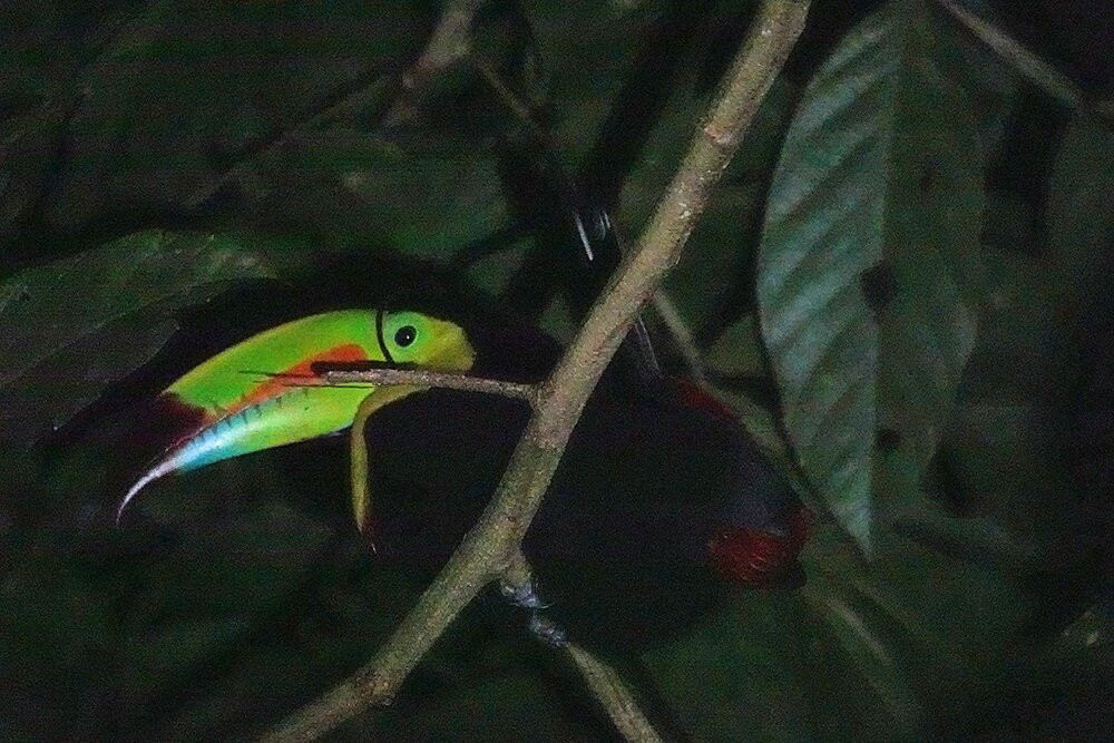 Tapirs Home-Upala必去景点