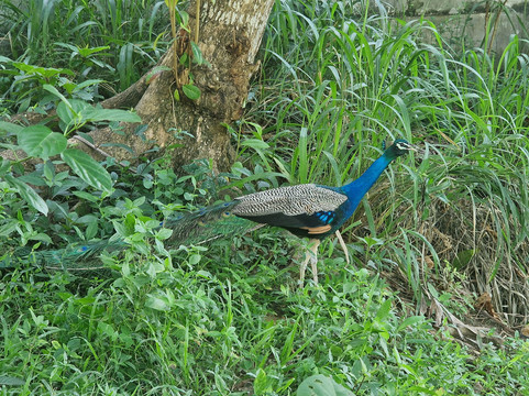 Travelon Tours Sri Lanka-瓦勒迦玛必去景点