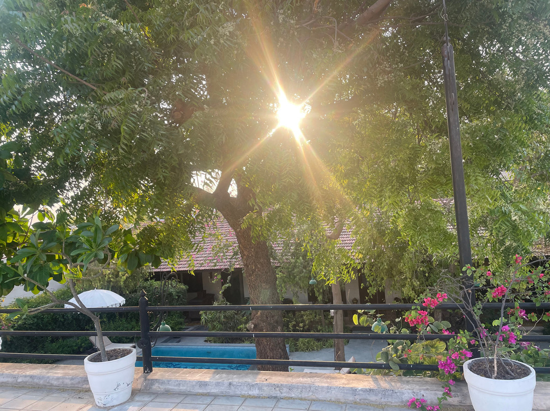 Tree Of Life Darbargadh Dared Gujarat主图