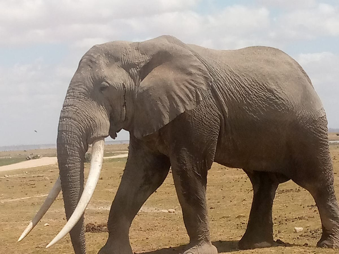 Super Africa Wildlife And Adventure Safaris景点图片