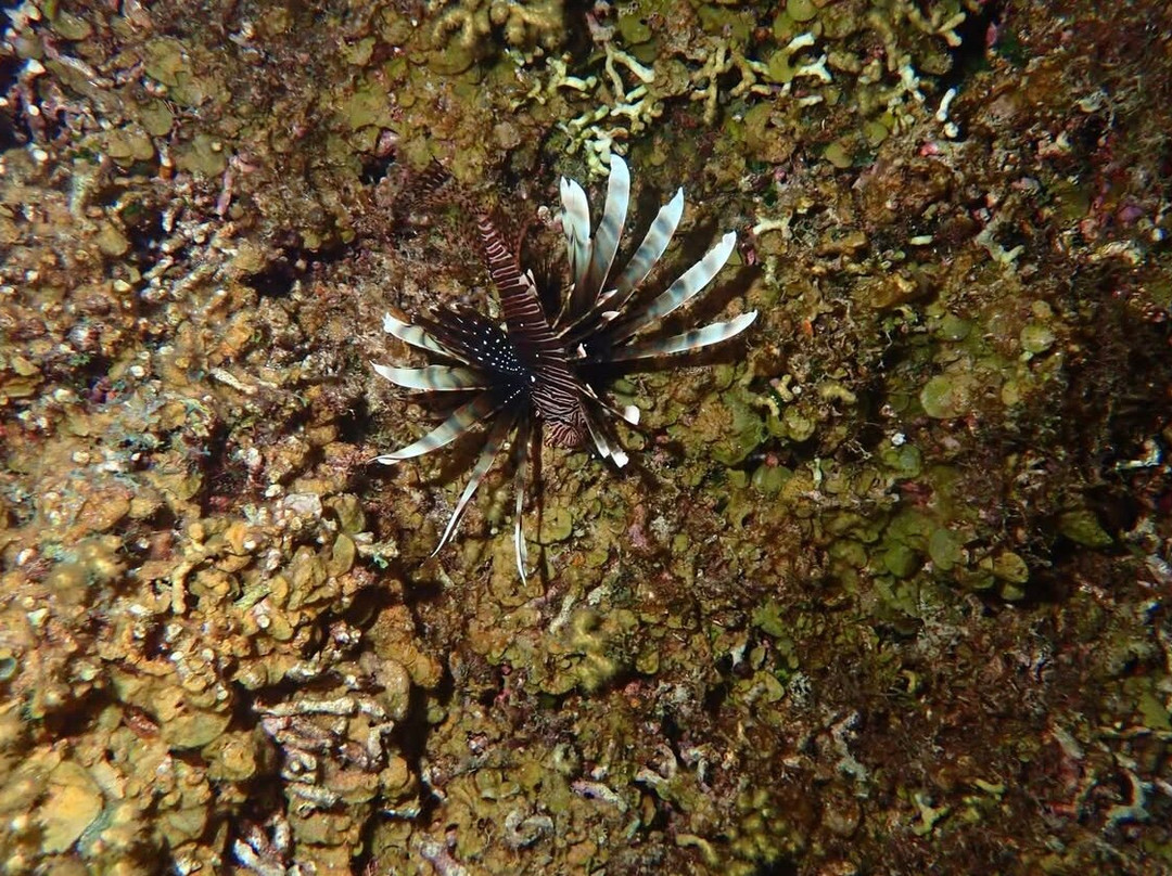 Trunkdivers-库拉索必去景点