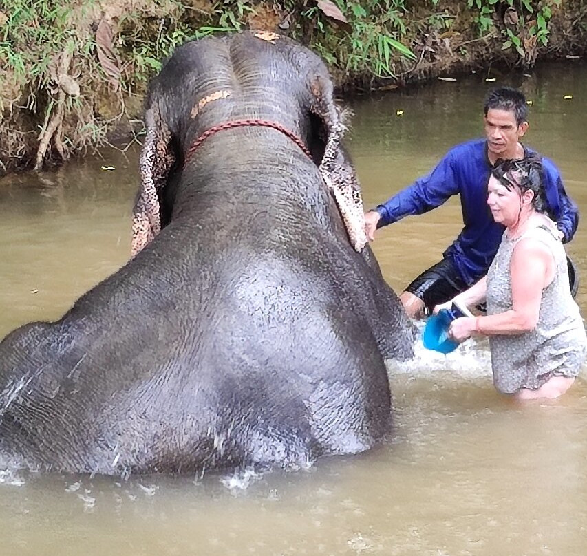 Khao Sok Elephant Sanctuary景点图片