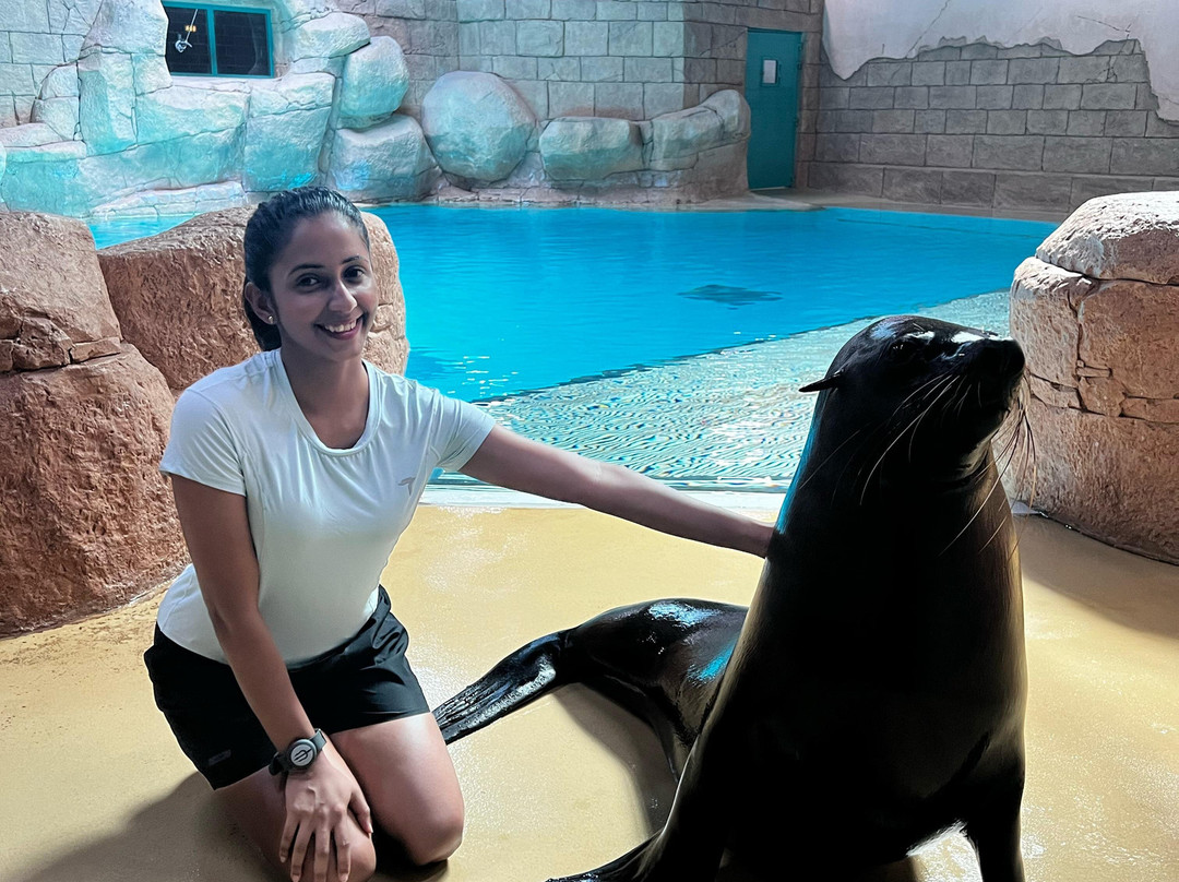 Sea Lion Point At Aquaventure World景点图片