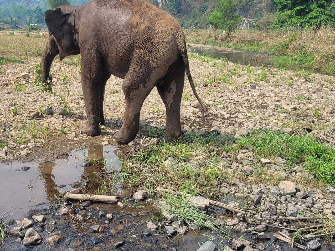 The North of Thailand Elephant Camp-清迈必去景点