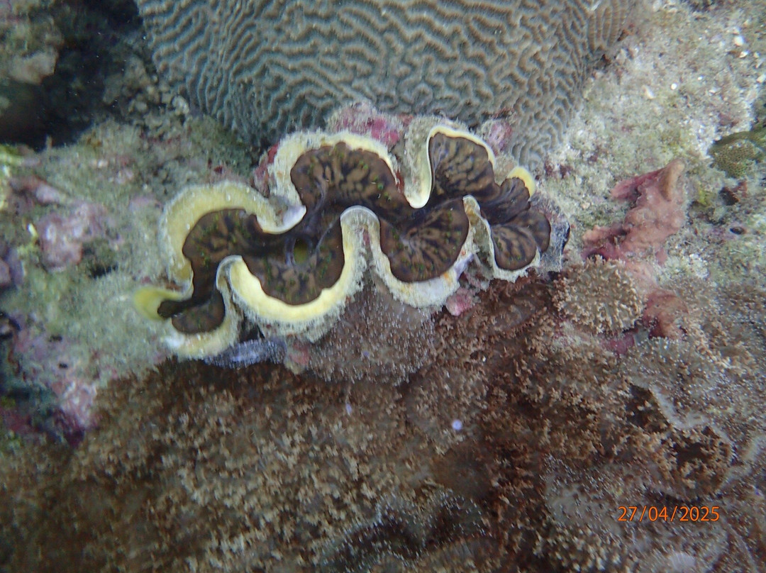 Dive Shack景点图片