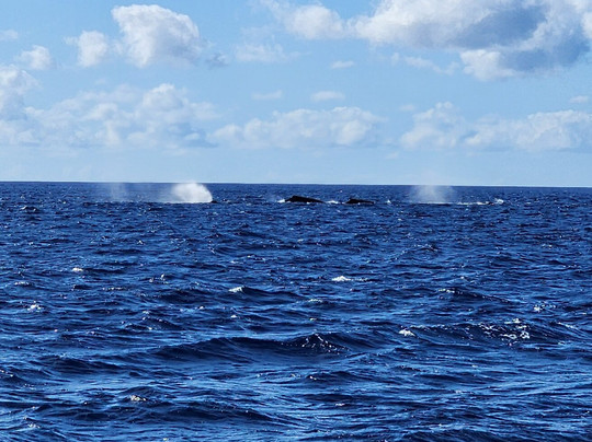 Ko Olina Glass Bottom Boat-考普雷必去景点