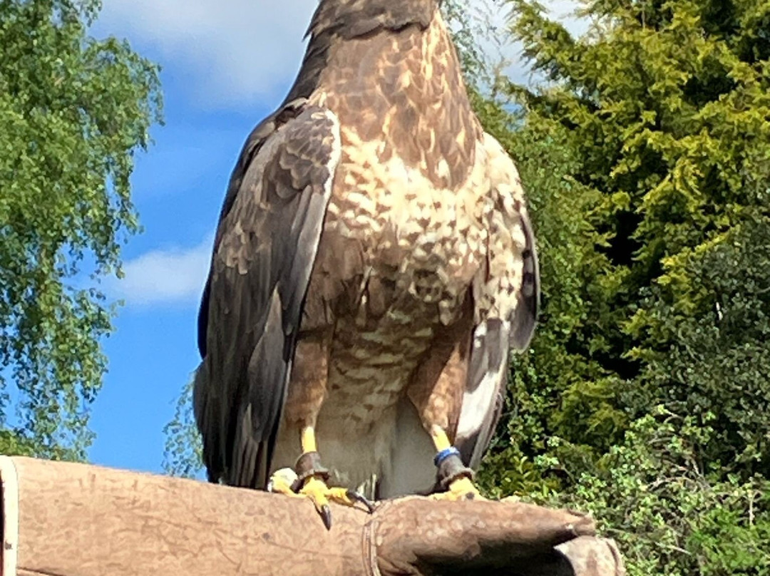 Thirsk Birds Of Prey Centre景点图片