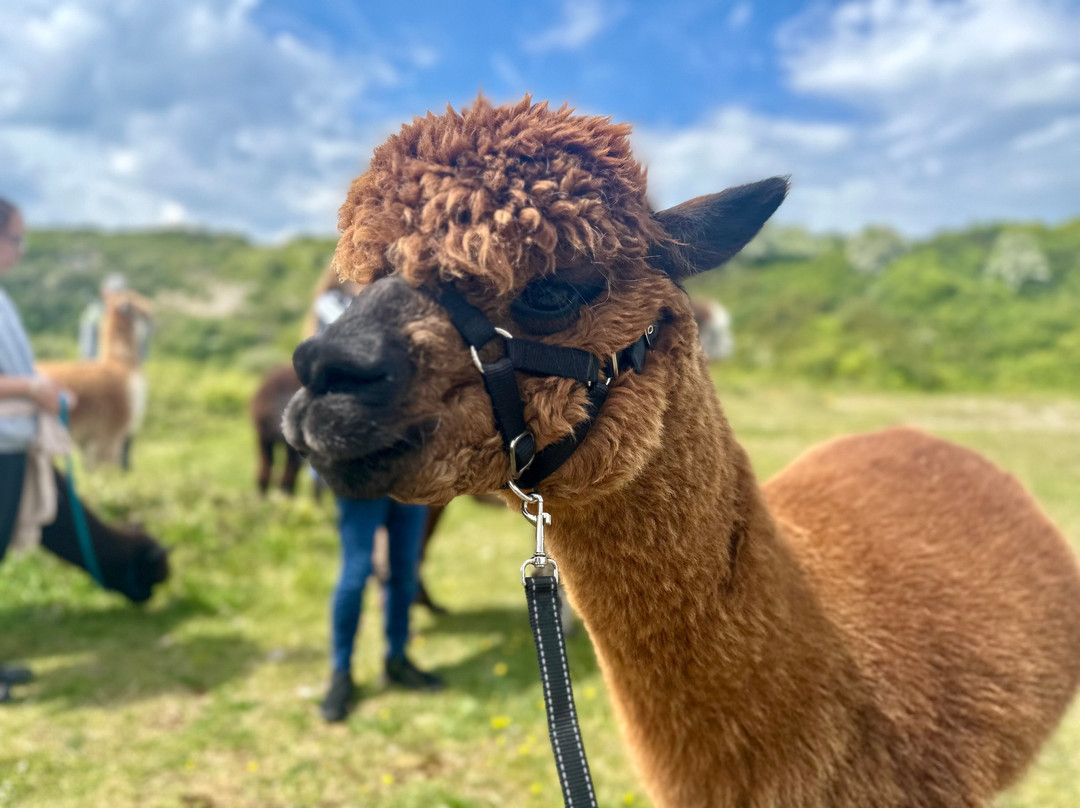 Portland Alpaca Trekking-Weston必去景点
