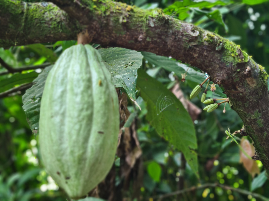Cacao Trails Culture Tour景点图片