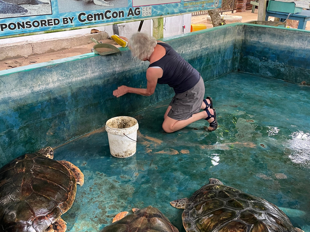 Sea Turtle Farm Galle Mahamodara景点图片