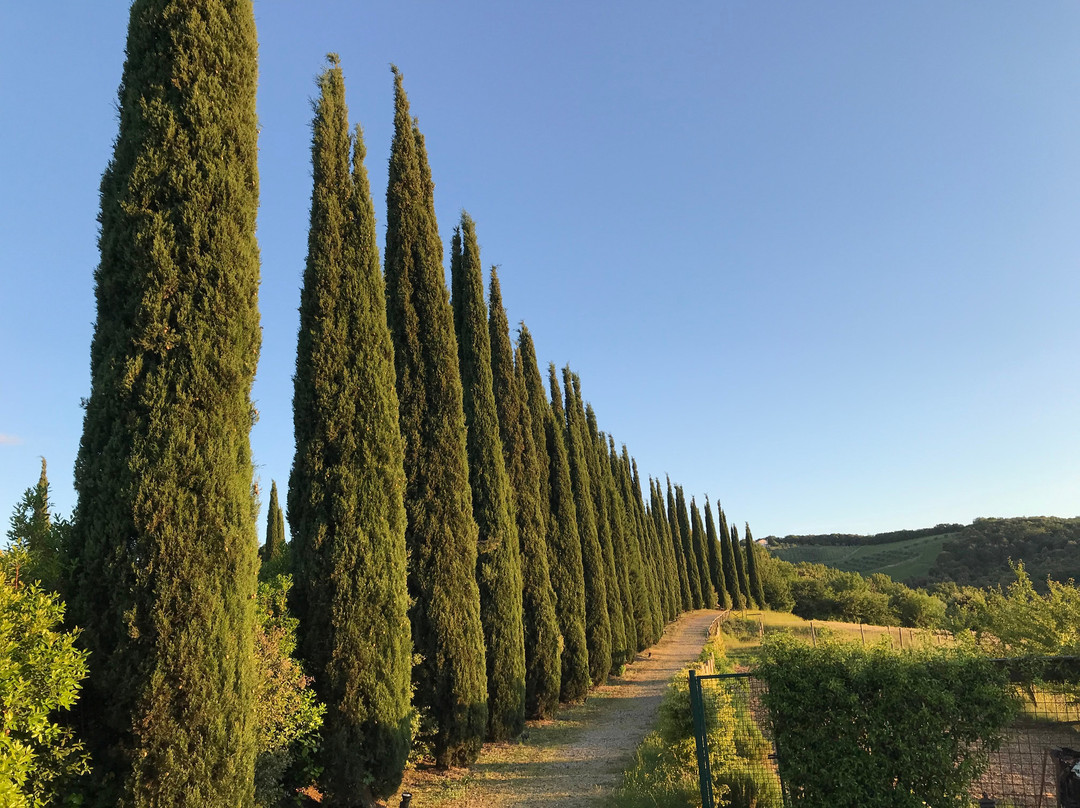 Tenuta Sant'Ilario主图