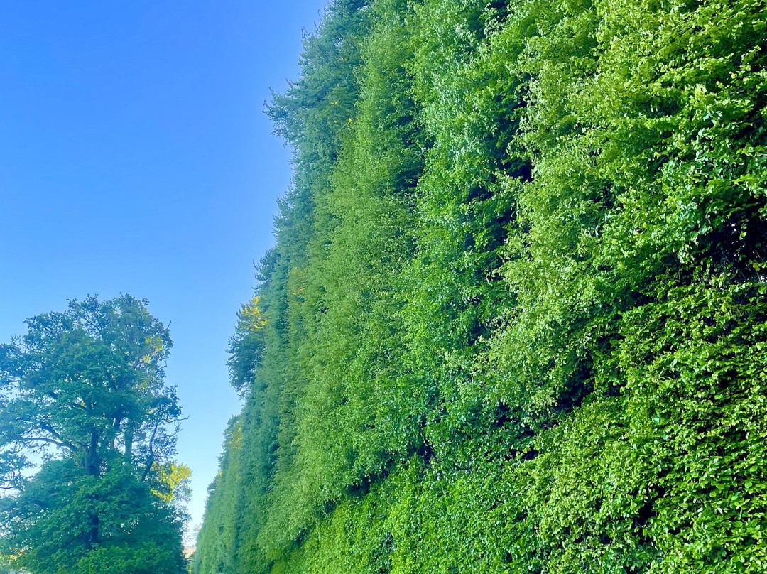 Meikleour Beech Hedges-Meikleour必去景点