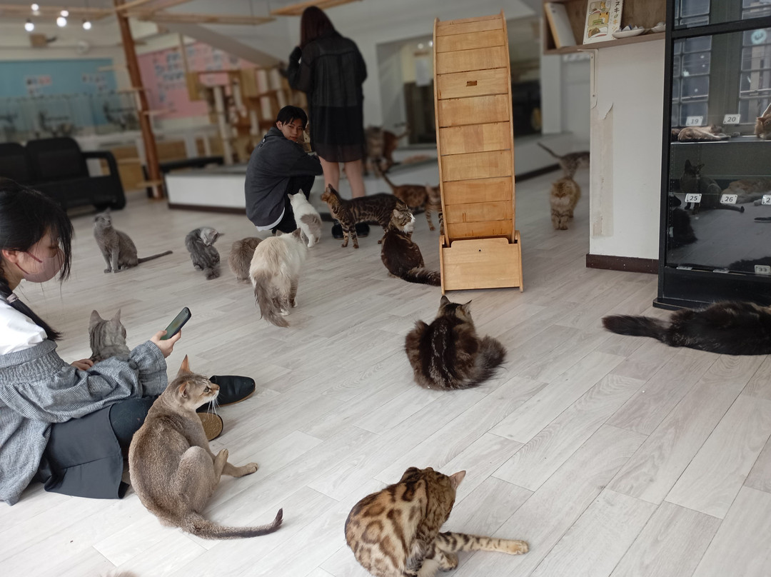 Cat＆Animal Cafe Noah's Ark-京都市必去景点