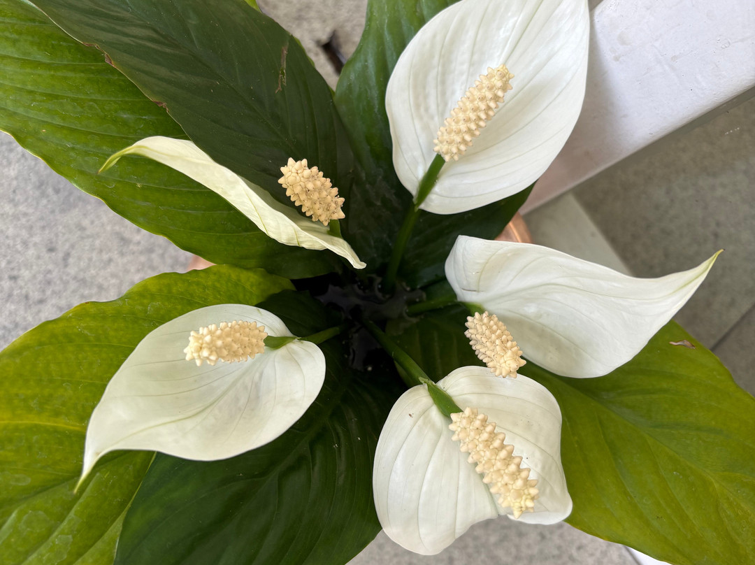 Avata Wellness Center-加德满都必去景点