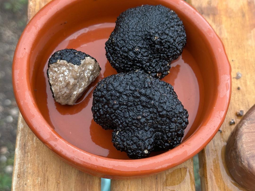 The Black Truffle Lodge主图