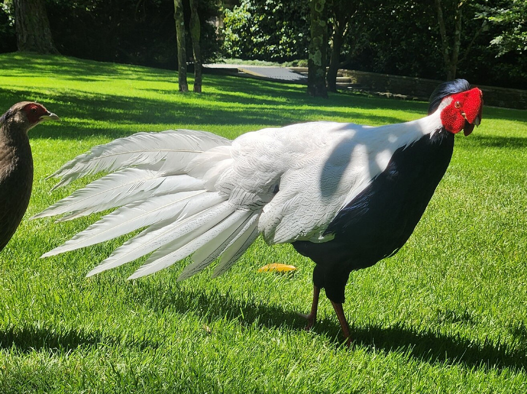 The Lake Maggiore Express-斯特雷萨必去景点