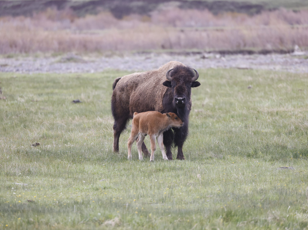 Yellowstone Insight - Day Tours-加德纳必去景点