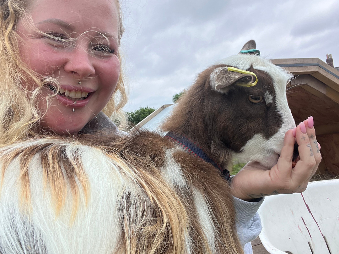 Little Goats At Brockenhurst景点图片