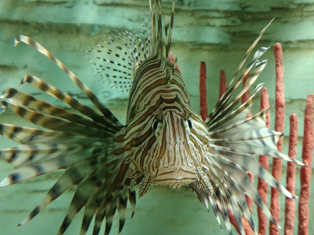 Acuario Michin Puebla景点图片