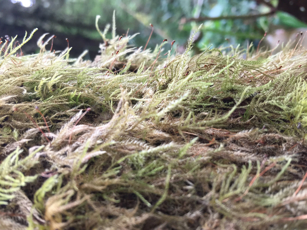 Crestline Park Woodland Trail-Waldport必去景点