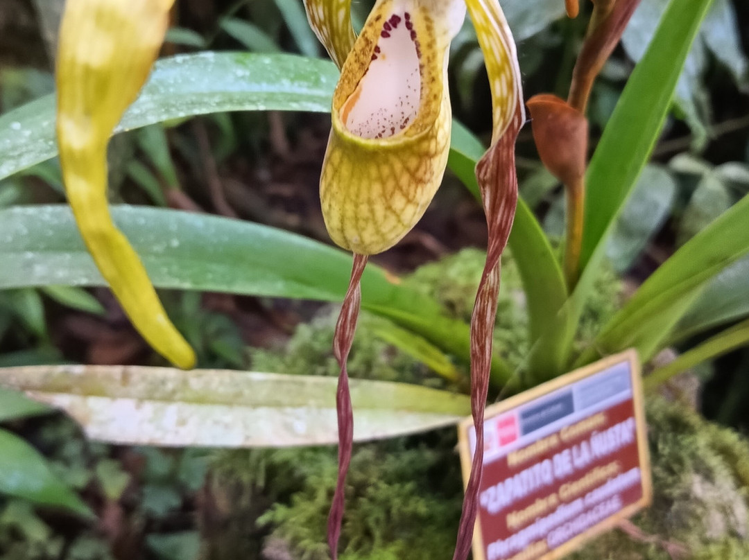 Jardin Botanico en Machu Pichu-马丘比丘必去景点